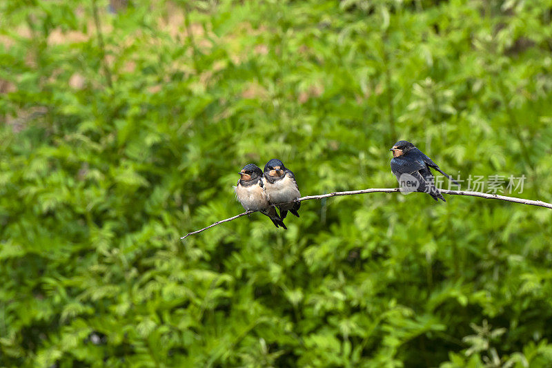 罗马尼亚多瑙河三角洲的谷仓燕子(Hirundo rustica)